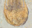 Excellent, Cambropallas Trilobite - Not Restored #58932-2